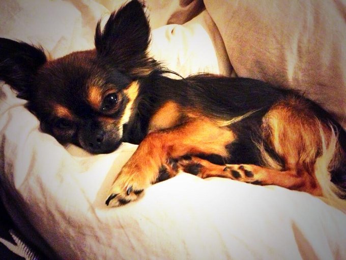 In bed having cuddles with this little man. Love him ❤ #chihuahua http://t.co/FIrSka2Tnm<a href="/tag/chihuahua"class="tags"><span>#chihuahua</span></a>