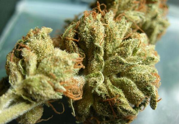 NiceWeed tweet picture