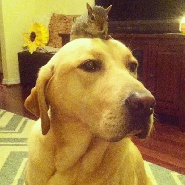 GrahamGoodwin's tweet photo. “@TweetSmarter: Dog brought orphaned squirrel home in mouth. Weeks later? Best friends http://t.co/XQIbEQls2R   Ross....got a new dog?