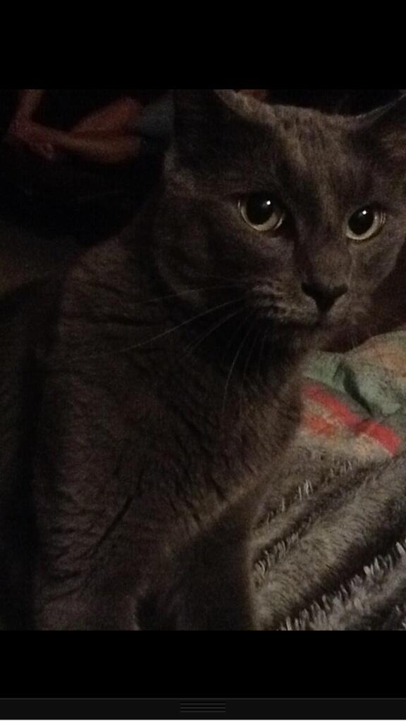 catnipaddict07's tweet image. #modelstatue #hmu