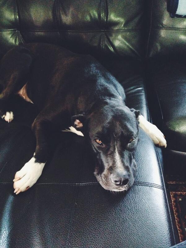 fixation77's tweet photo. My weekend=walks with Monte #roommatebonding http://t.co/j885fsAB1U