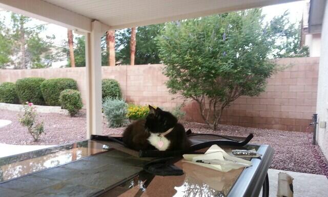 Haven't finished assembling the patio chairs. Kitty had made the back of one her nap nest! http://t.<a href="/tag/quackquack"class="tags"><span>#quackquack</span></a><a href="/tag/goducks"class="tags"><span>#goducks</span></a>
