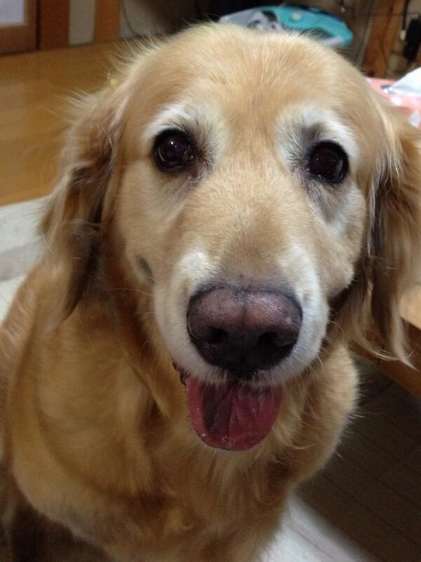 reohina2's tweet photo. 散歩に行きたいの http://t.co/dYWvLcop2S