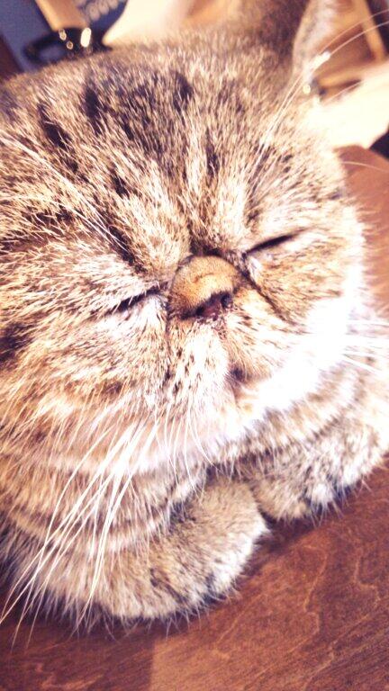 かわいい猫画像 Cat Bot Twitter かわいい猫画像 Cat Bot Twitter
