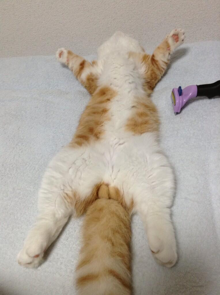 大の字猫 BTFqwfWCMAApK2O.jpg:large