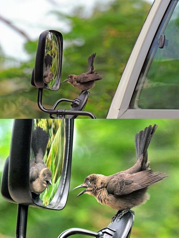 AlwatanNews24's tweet photo. طائر ولحظة أندهاش أمام المرآة !

#غرد_بصورة

- http://t.co/d5UeOguHw8