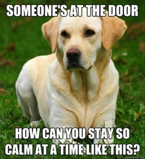 DogsRelatable's tweet image. When someone comes to the door...