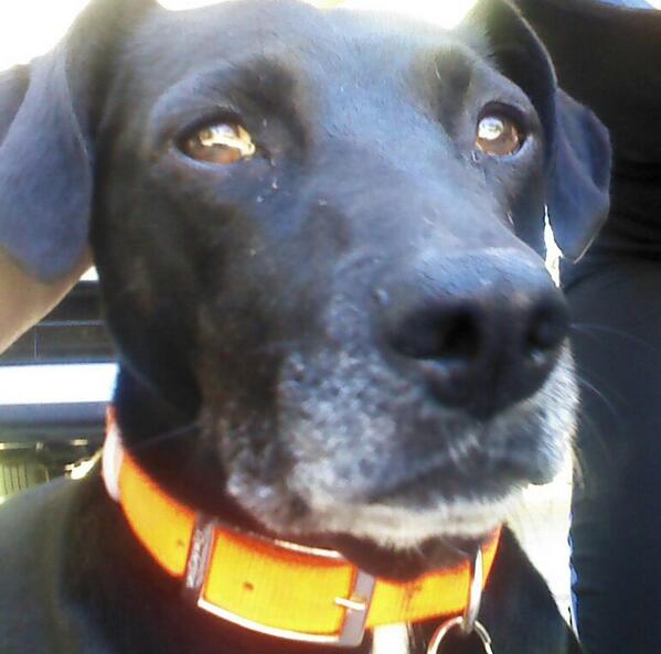 Luckydog414's tweet photo. #selfiesunday #bigdog #itsadogslife #pitmix http://t.co/zlv9AJkfTD