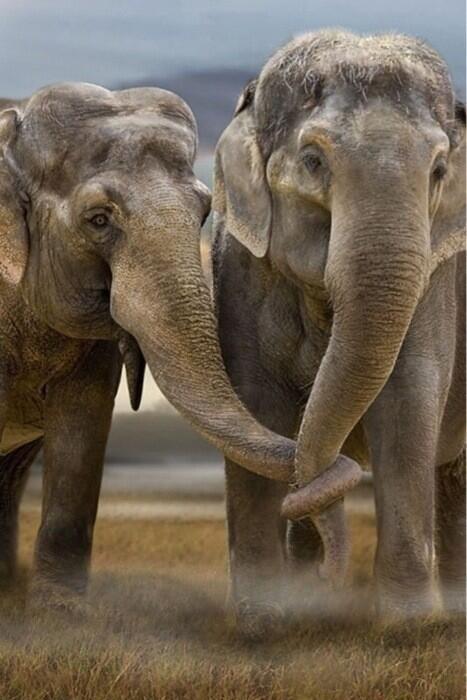 chaniaziga's tweet image. Beautiful Elephants:-)Love...#SaveOurEles#BanIvoryTrade#ExtinctionsForever