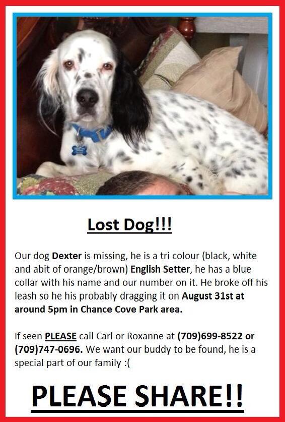 carlaw89's tweet photo. Please share so we can get our puppy home!! @hitsfm @Hits991FM  @brandonwnl http://t.co/0XUP58m3OO