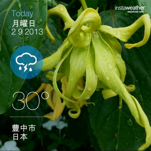 イランイランの木 Twitter Search Twitter