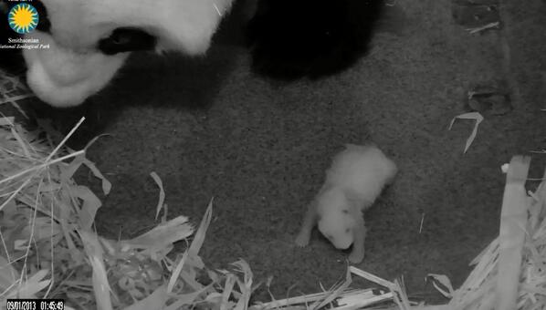 superstadtkind's tweet photo. MT @NationalZoo: We got a look at the cub today. You can see its eye and ear marks beginning to appear! #cubwatch http://t.co/BZ9TamRyio