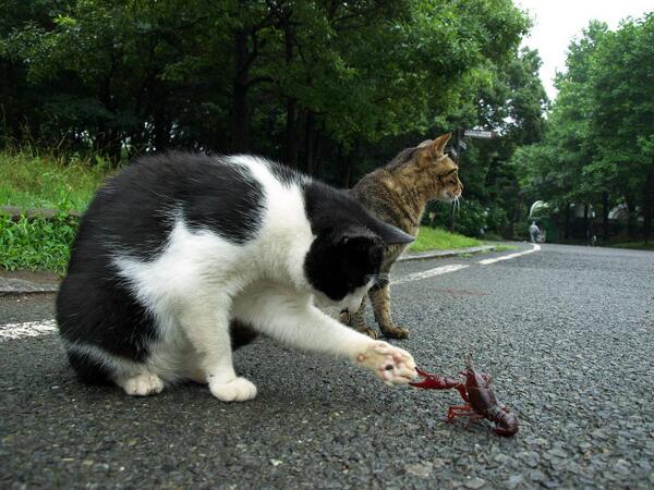 gotama1214's tweet photo. 猫ちゃんが喜ぶからRTお願い　https://t.co/lD5yt1lOdy