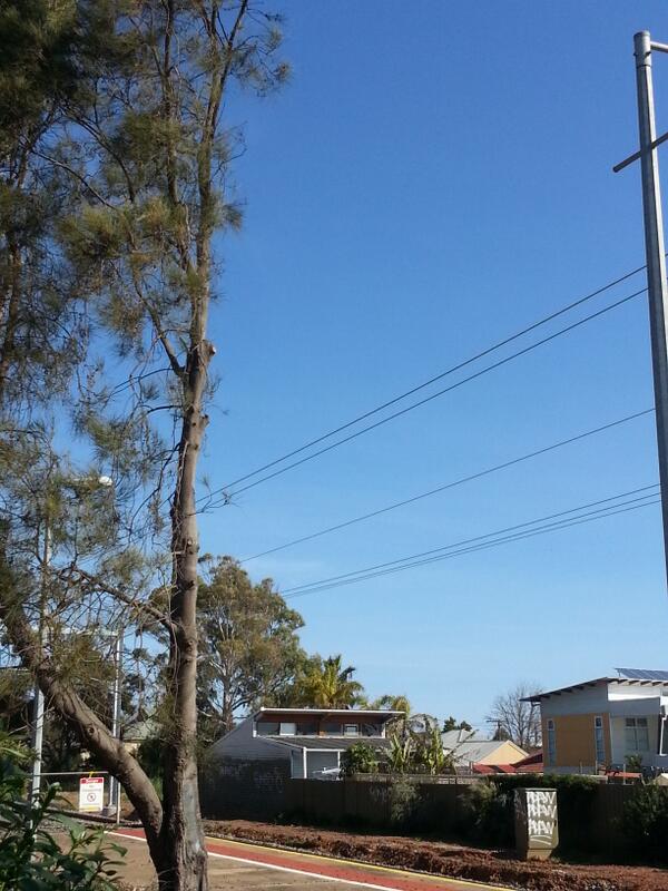 SaveAdelTrees's tweet photo. #picoftheday great signs @JayWeatherill pruning not chopping keep it up! http://t.co/bEef7ilXPX