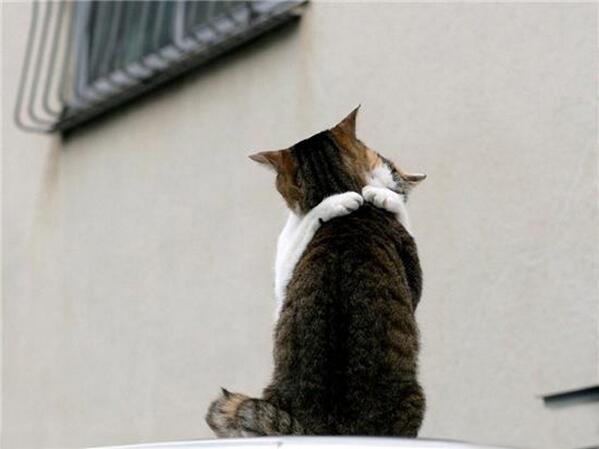 gotama1214's tweet photo. 猫ちゃんが喜ぶからRTお願い　https://t.co/NFyUgAQyr4