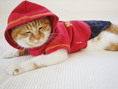 gotama1214's tweet photo. 猫ちゃんが喜ぶからRTお願い　https://t.co/cXsR9PHFGk