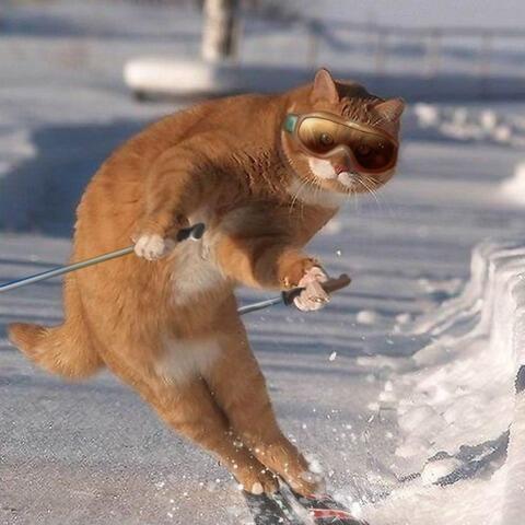gotama1214's tweet photo. 猫ちゃんが喜ぶからRTお願い　https://t.co/P7BWJdcf1N