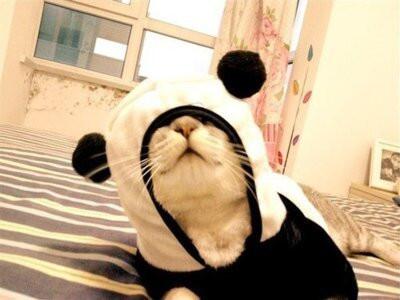 gotama1214's tweet photo. 猫ちゃんが喜ぶからRTお願い　https://t.co/MlONznzYjU