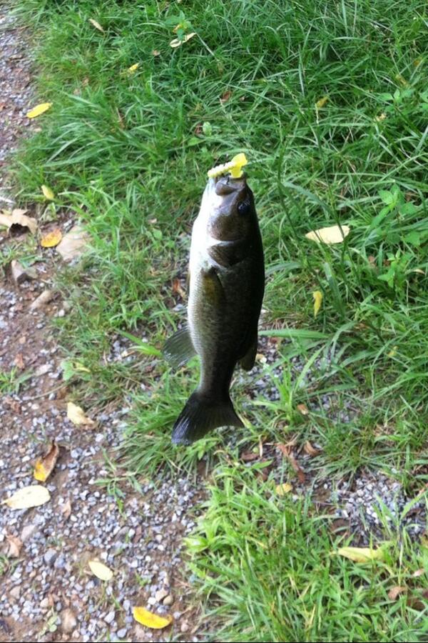 Fishingjunkie44's tweet photo. @BassFishnTips http://t.co/pJvCv1FmLh