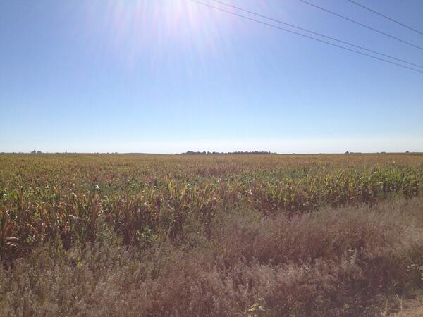 Tops dyin', crops fryin'. Should've planted a Genuity Droughtgard hybrid from Channel.