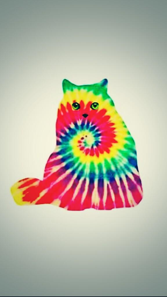 JohnsonAnanda's tweet photo. Wonder cat http://t.co/YTuWSxD6UQ