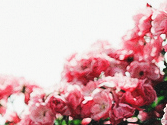 httpsabbey tweet picture