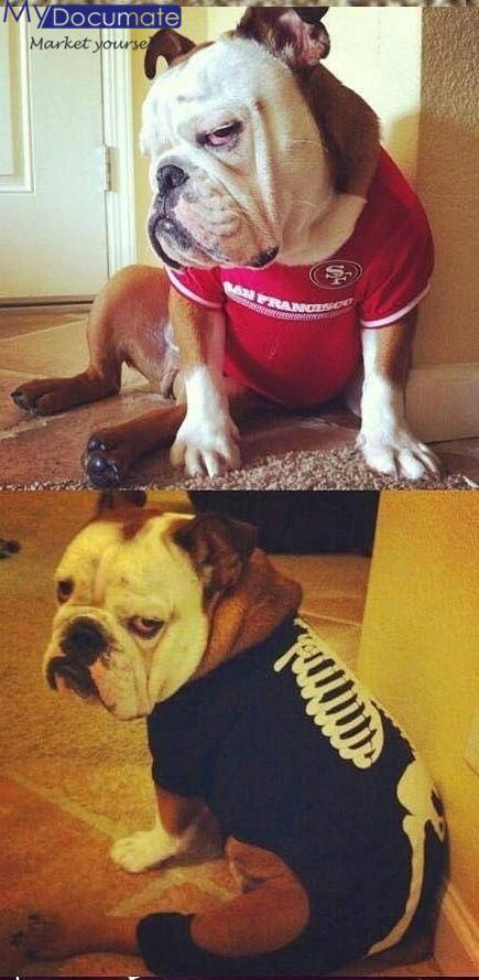 MyDocumate's tweet image. 面對主人手裡的美食，狗狗會露出期待哀求的眼神；主人不在家時，它們望眼欲穿的眼神總是讓人感懷；當你作為一個主人犯二的時候，狗狗那鄙視的眼神絕對讓你無地自容。mydocumate.com