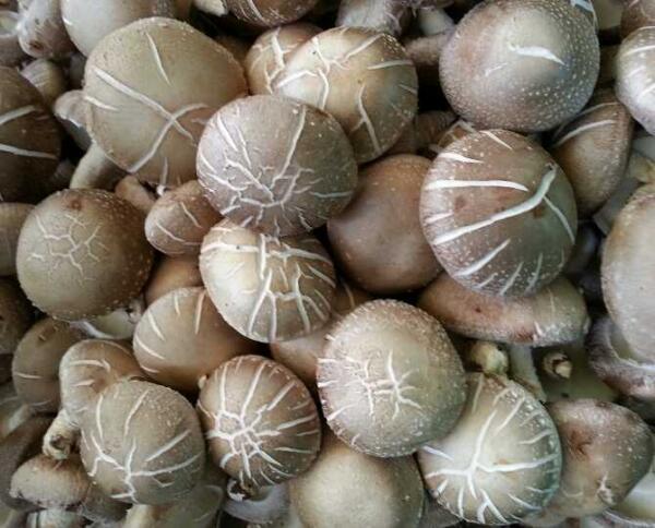 추석때 드실 표고 정성껏  키워 보냅니다m.kfarmers.kr/ldj200