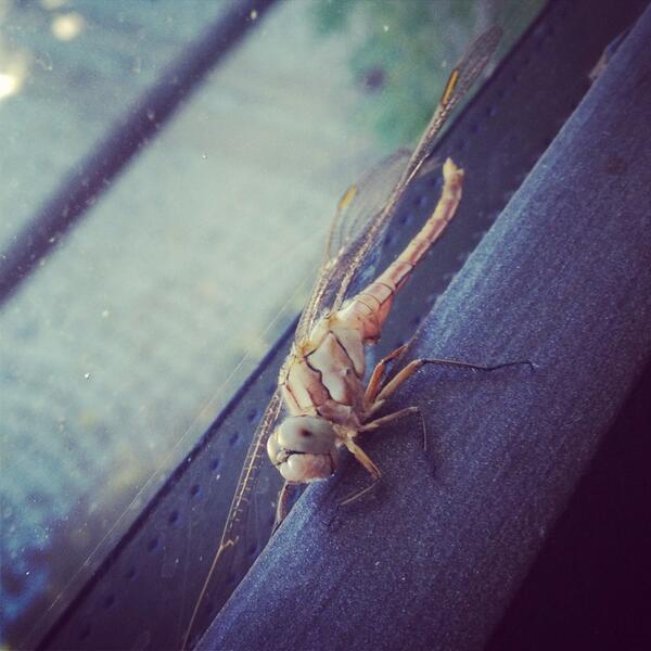 Gaia'da görünen uzaylıların dost canlısı oldukları tespit edildi, sadece Pilatesin inceliklerini merak ediyormuşlar