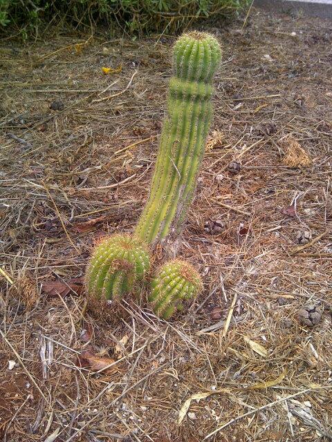 douggarforth's tweet image. "@JaneMooreSun: Well I never...the things you see whilst driving around Italy http://t.co/z6iUv2uQDi" a jolly green giant!