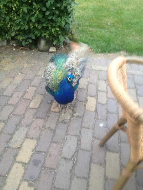 betakamp's tweet photo. Een pauw. Mooie aanleiding om eens te spreken over evolutie. http://t.co/Q2dchI7tyW