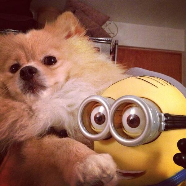 Marcelo_st23's tweet photo. #puppy #minion http://t.co/Mx976etUTG