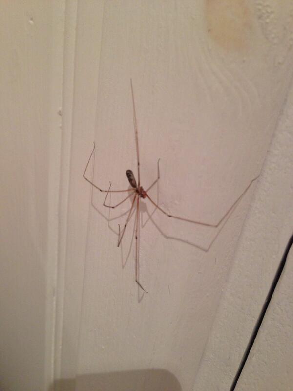 Georgia_Brice's tweet photo. “@Zoehardman: Spiders are taking over my room. Great. http://t.co/cdn2l0yfNp” @Harriet_Brice @Allyc89 @FrankieMorgan4 THIS WAS ME!!!