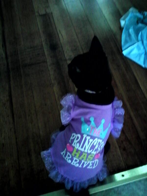 WhitneyB's tweet photo. She's so cute http://t.co/kCXoVc1tz0