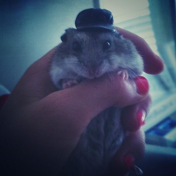 Hamstaboi's tweet photo. Lookin fre$h with my new hat for work http://t.co/EpBiU8lGLY