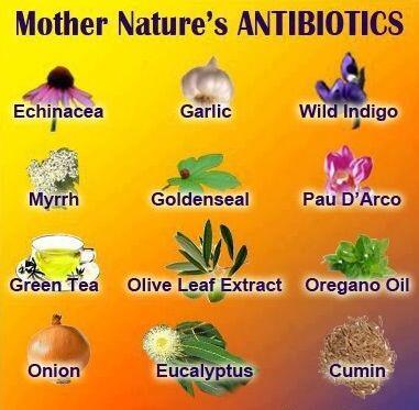 Net4Survival's tweet image. Mother Nature's anti-biotics ... #Survival