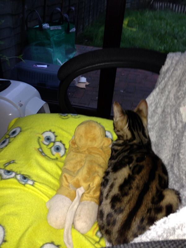 BlixSM2013's tweet photo. Me and monkey are on garden watch... Gota keep da big fat cats off our land!!! http://t.co/XCd5ehNDug