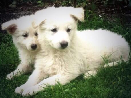 I want one of these! It's like a mini polar bear!! #fluffy http://t.co/qrCoixNQlH<a href="/tag/fluffy"class="tags"><span>#fluffy</span></a>