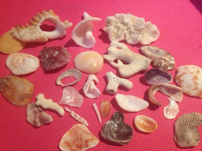 Some of the shells I found on the beach this wknd. http://t.co/7AIwVbtF4Y<a href="/tag/wrestlemania"class="tags"><span>#wrestlemania</span></a><a href="/tag/trinamaniacs"class="tags"><span>#trinamaniacs</span></a>
