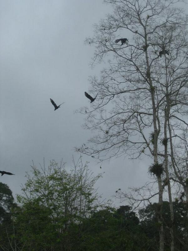 greg07's tweet photo. @FotoEcuador finca Sta Lucia en Chone http://t.co/EbvKrbfTdP
