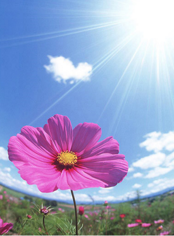 어떤 물감으로도 그릴수 없는 그림.
어떤 렌즈로도 잡을수 없는 사진.
어떤 문체로도 표현할수 없는 감동.
저절로 음표가 찍히는 음악.
용서와 포용의 철학이 하늘에 있다.

-뭉클. 中