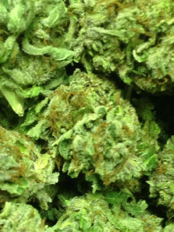 othersidehm's tweet photo. Sour Maui Waui #dank #loud #mmj #cannabis #420 http://t.co/z0cdzeMhVN