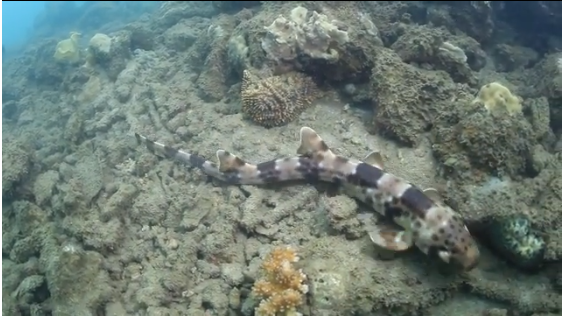 RipleyMX's tweet photo. TIBURÓN QUE CAMINA: Esta nueva especie de tiburón utiliza sus aletas para desplazarse en el fondo marino. INCREÍBLE. http://t.co/NvP4DKkmpj