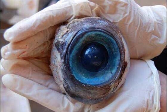 RipleyMX's tweet photo. Investigadores hallan ojo de unos 10 cm de diámetro. Aunque creen que pertenece a un pez espada aún no están seguros. http://t.co/qwiQI8ma0J