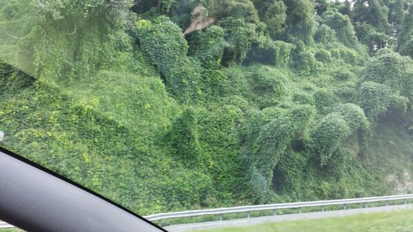 SiennaGeorge's tweet photo. My first view of the infamous kudzu- the invasive agricultural anomaly swallowing the south. #agchemtime http://t.co/jhVhjsNBxm