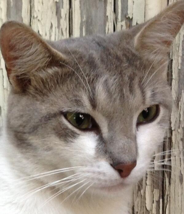 isabellejs1's tweet image. 