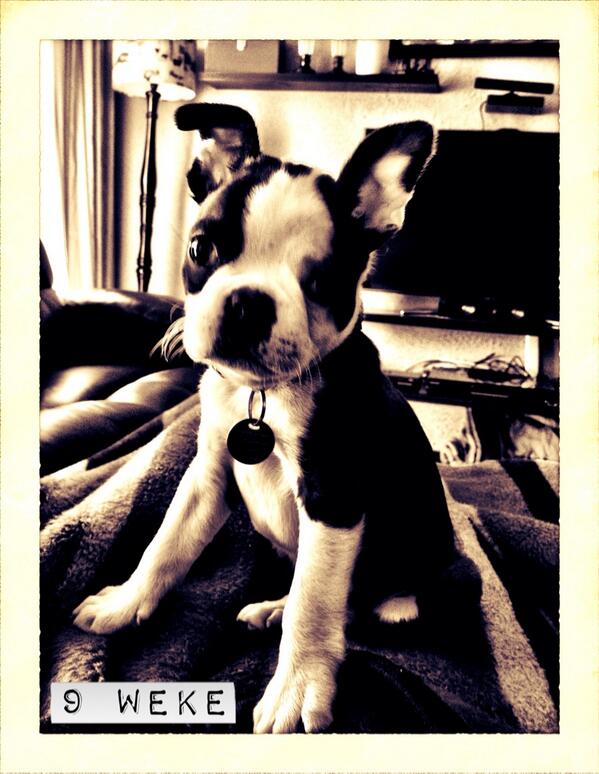Elvis_Terrier's tweet photo. 9 weeks :) http://t.co/qo1GDoY3ZQ