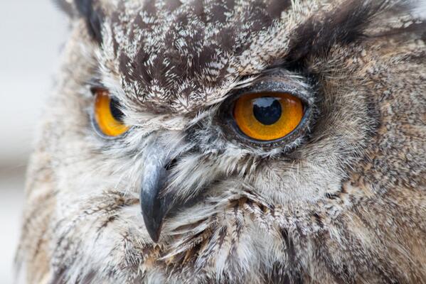 Assaggidiviaggi's tweet image. Avete mai assistito ad uno spettacolo di un #falconiere? assaggidiviaggio.blogspot.it/2013/09/scozia… #Scozia #Scotalnd #Golspie #castle