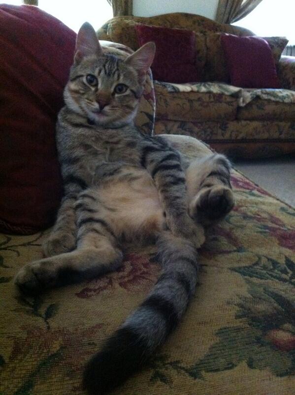 Our goofy cat.