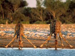 JoKMartin's tweet photo. Graceful giraffes @Jen_A_Hale http://t.co/4RBX0oS2bg